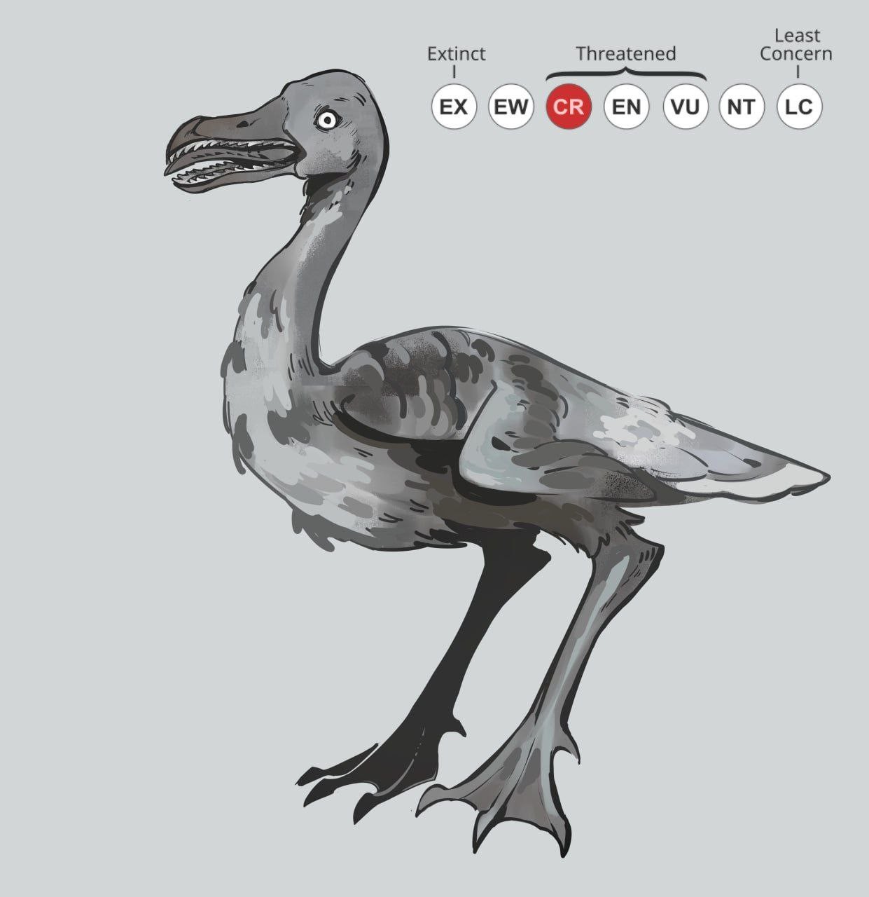 красная книга